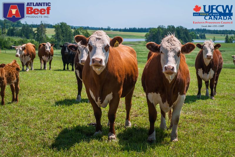 Atlantic Beef workers in P.E.I. agree on massive financial deal